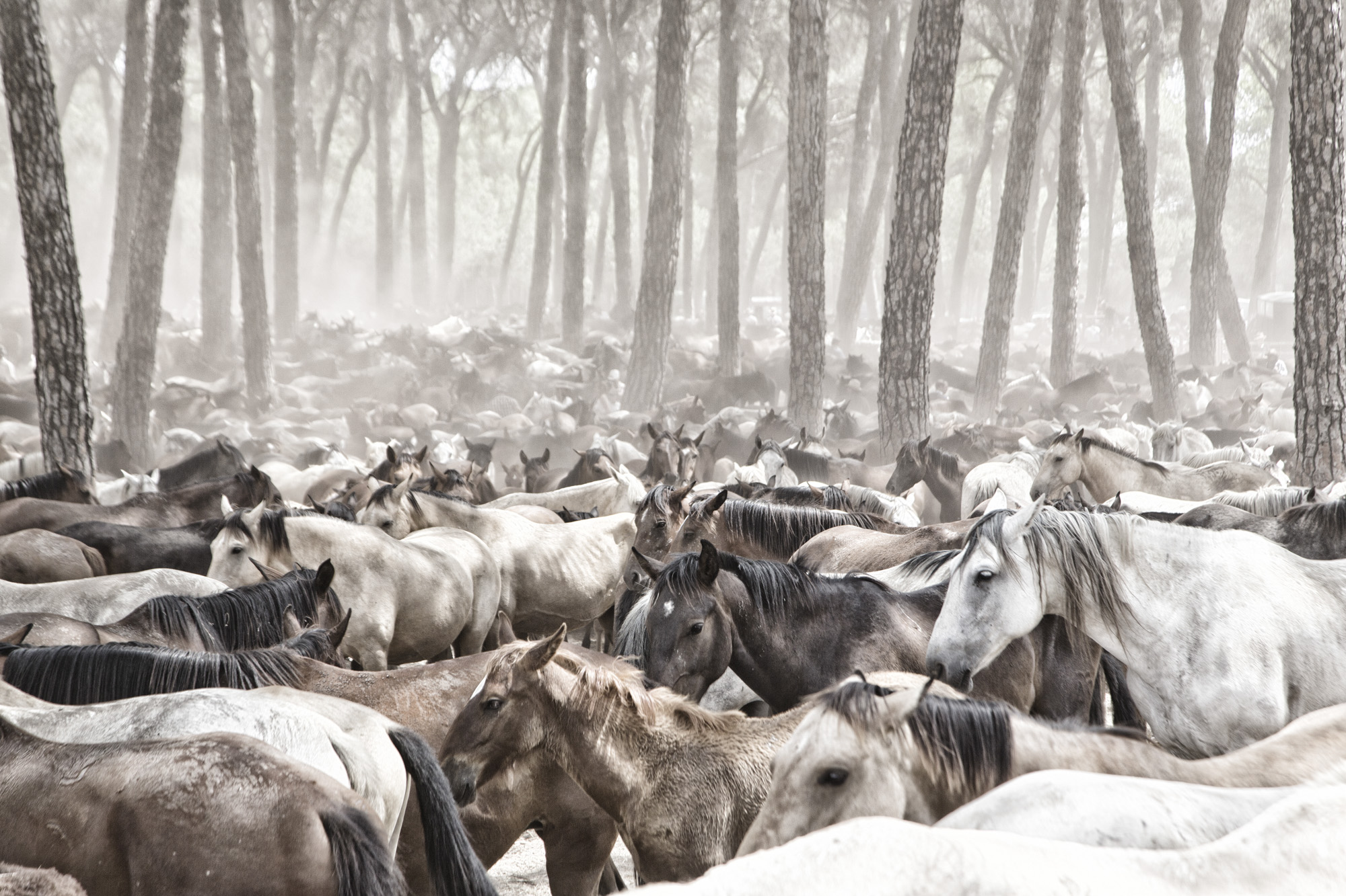 Spanien, Andalusien, Provinz Huelva, Almonte. Saca de Yeguas. Einmal im Jahr am 26. Juni werden die Stuten und Pfohlen  aus dem Doñana Nationalpark nach Almonte getrieben. Die Pferde der Marismeño Rasse nahm schon Kolumbus mit nach Amerika. Sie sind die Vorfahren der Mustangs.