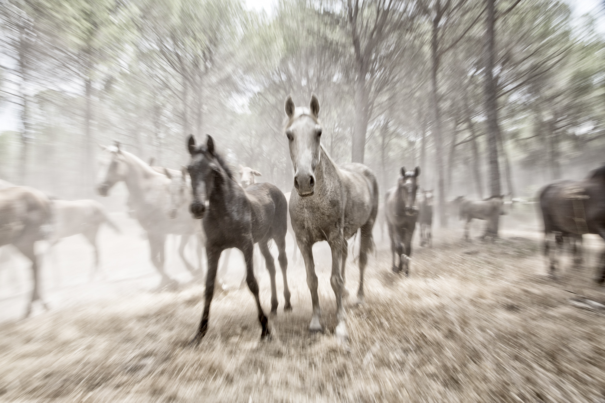Spanien, Andalusien, Provinz Huelva, Almonte. Saca de Yeguas. Einmal im Jahr am 26. Juni werden die Stuten und Pfohlen  aus dem Doñana Nationalpark nach Almonte getrieben. Die Pferde der Marismeño Rasse nahm schon Kolumbus mit nach Amerika. Sie sind die Vorfahren der Mustangs.